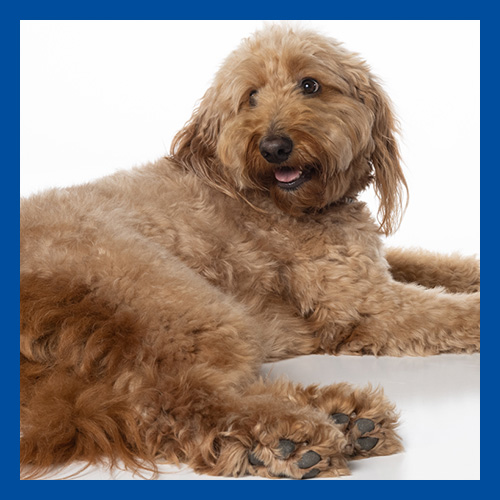 Virbac neutered dog sale